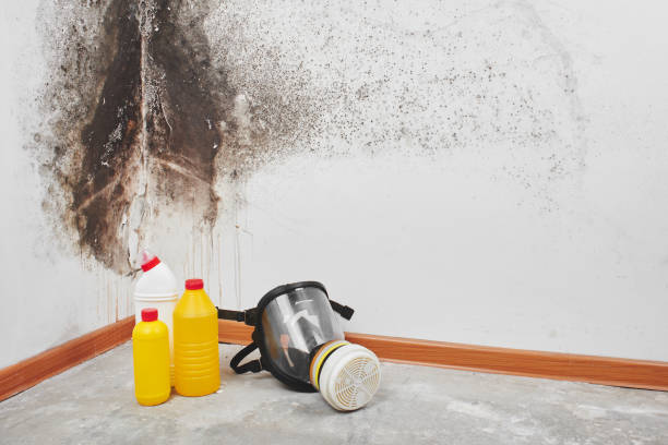 Crawl Space Mold Removal in Forest City, PA