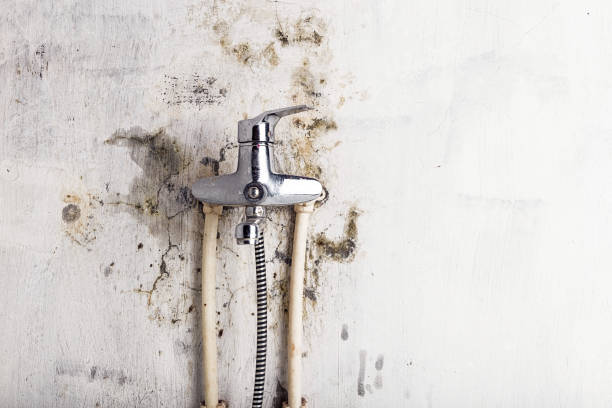 Best Affordable Mold Removal  in Forest City, PA