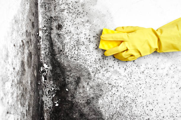 Best Professional Mold Removal  in Forest City, PA