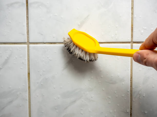Best Same-Day Mold Removal  in Forest City, PA