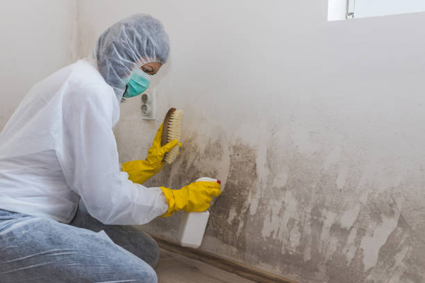 Mold Removal Process in Forest City, PA