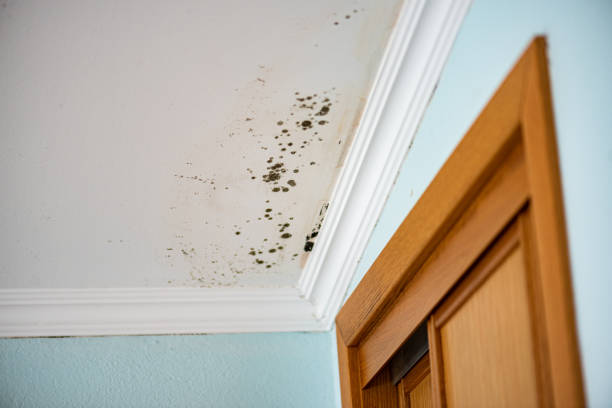 Best Residential Mold Removal  in Forest City, PA