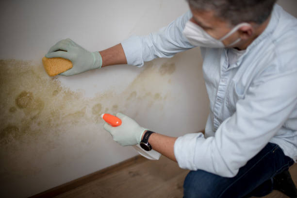 Best Attic Mold Removal  in Forest City, PA