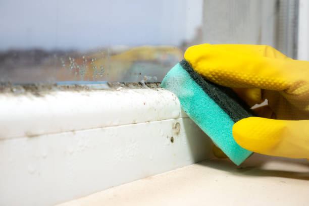 Best Emergency Mold Removal  in Forest City, PA