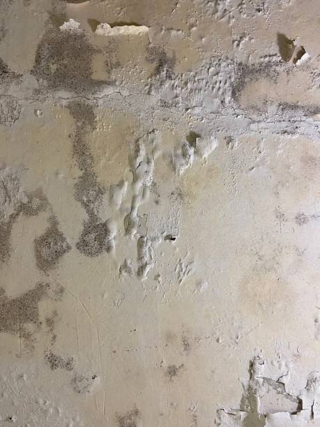 Best Affordable Mold Removal  in Forest City, PA