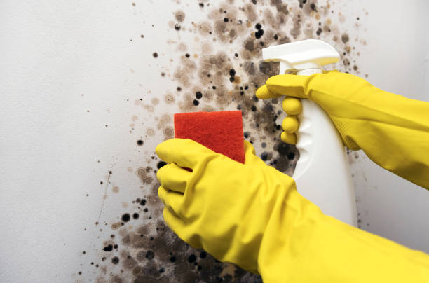 Best Local Mold Removal Service  in Forest City, PA