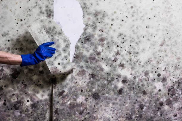 Reliable Forest City, PA Mold Removal Solutions