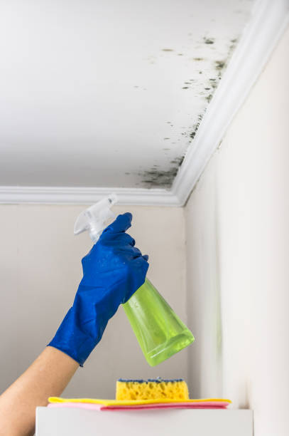 Best Certified Mold Removal  in Forest City, PA